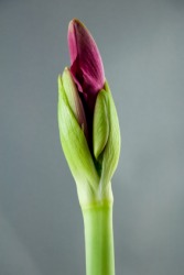 An amaryllis bud. An amaryllis bud.