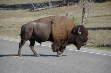 American buffalo crossing a road. American buffalo crossing a road.