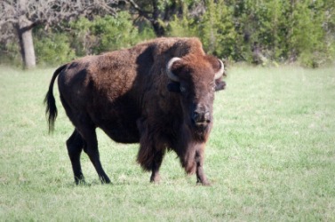 A buffalo bull. A buffalo bull.