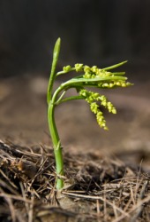 A burgeoning plant. A burgeoning plant.