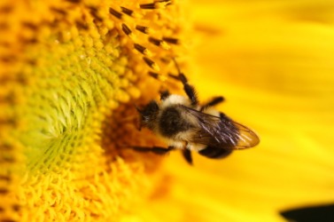 The bee makes a buzzing sound. The bee makes a buzzing sound.