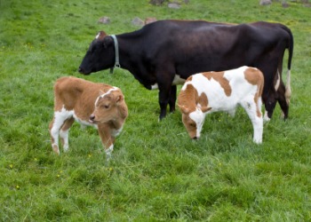 A mother cow with two calves. A mother cow with two calves.