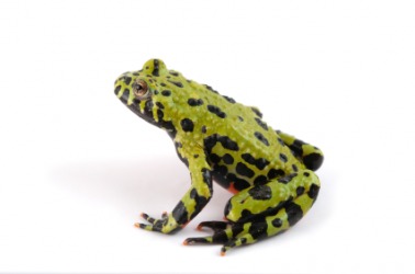 An example of an amphibian is this toad. An example of an amphibian is this toad.