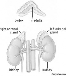 adrenal gland placement of adrenal glands relative to kidneys adrenal gland placement of adrenal glands relative to kidneys