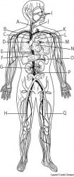 circulatory system Anterior view of circulatory system with veins shown in black and arteries shown in white. A. jugular vein, B. superior vena cava, C. right pulmonary artery (to lung),
D. right pulmonary vein (from lung),
E. inferior vena cava, F. bl circulatory system Anterior view of circulatory system with veins shown in black and arteries shown in white. A. jugular vein, B. superior vena cava, C. right pulmonary artery (to lung),
D. right pulmonary vein (from lung),
E. inferior vena cava, F. bl