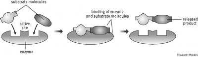 enzyme enzyme