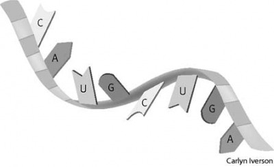 RNA A. adenine, C. cytosine, G. guanine, U. uracil RNA A. adenine, C. cytosine, G. guanine, U. uracil