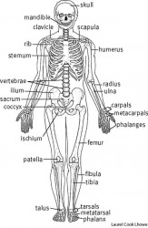 Skeleton dictionary definition | skeleton defined