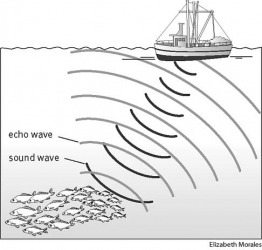 sonar An electrical impulse is converted into sound waves that are transmitted underwater. The sound waves are reflected off objects in their paths, creating echoes that return to the vessel and are picked up by the sonar equipment. sonar An electrical impulse is converted into sound waves that are transmitted underwater. The sound waves are reflected off objects in their paths, creating echoes that return to the vessel and are picked up by the sonar equipment.