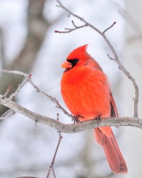 A male cardinal bird. A male cardinal bird.