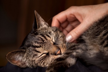 A woman caressing her cat. A woman caressing her cat.