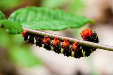 A colorful caterpillar on a leaf. A colorful caterpillar on a leaf.