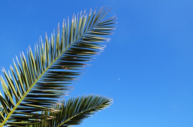 Palm leaves against a cerulean sky. Palm leaves against a cerulean sky.
