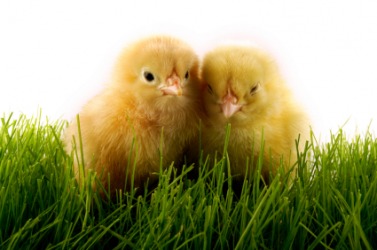 Two baby chickens called chicks. Two baby chickens called chicks.