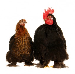 A cock, on the right, with a hen. A cock, on the right, with a hen.