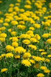 A field of dandelions. A field of dandelions.