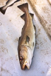 A freshly caught cod. A freshly caught cod.