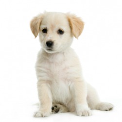 A cute little doggy. A cute little doggy.