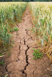 A wheat field suffering from drought. A wheat field suffering from drought.