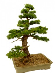 This bonsai is a dwarfed larch tree. This bonsai is a dwarfed larch tree.