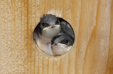 A birdhouse in which two little birds dwell. A birdhouse in which two little birds dwell.