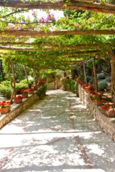 A grape arbor. A grape arbor.
