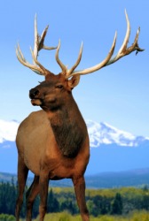 A bull elk. A bull elk.