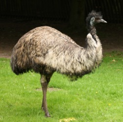 A large male emu. A large male emu.