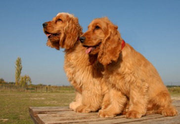 A pair of English cocker spaniels. A pair of English cocker spaniels.