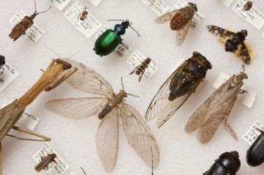 Entomology is the study of insects. Entomology is the study of insects.
