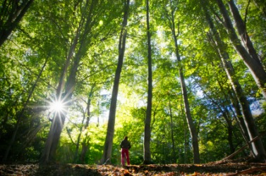 A beautiful forest environment. A beautiful forest environment.