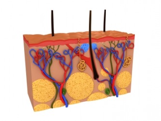 The epidermis is the top layer in this cross section of human skin. The epidermis is the top layer in this cross section of human skin.