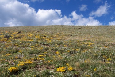 An expanse of wildflowers. An expanse of wildflowers.