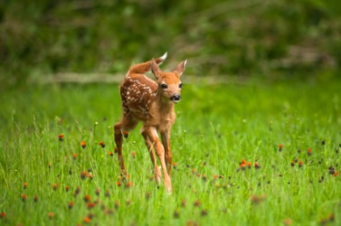 Fawn dictionary definition | fawn defined