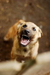 A fierce dog. A fierce dog.