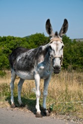A jackass, ass, or donkey. A jackass, ass, or donkey.