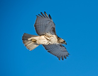 A bird in flight. A bird in flight.