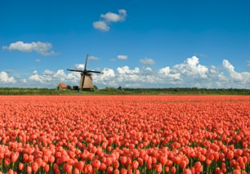 A floriferous field. A floriferous field.