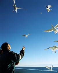A person feeds seagulls as they fly. A person feeds seagulls as they fly.