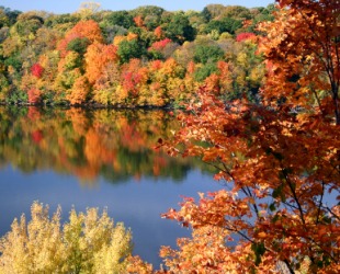 Fall foliage beside a lake. Fall foliage beside a lake.