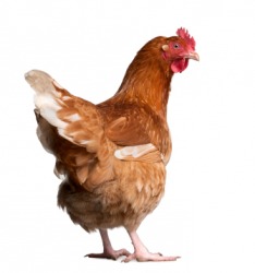 The chicken is a fowl. The chicken is a fowl.