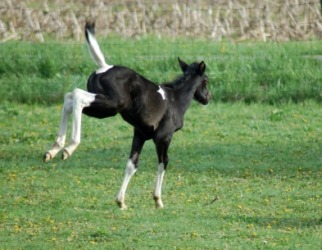 A frisky filly. A frisky filly.