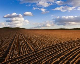 Furrows in a field. Furrows in a field.