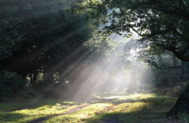 Sunlight streams into a forest glade. Sunlight streams into a forest glade.