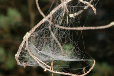 A gossamer cobweb. A gossamer cobweb.