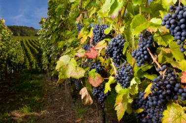 Grapes hanging on a grapevine. Grapes hanging on a grapevine.