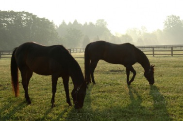 A pair of grazing horses. A pair of grazing horses.