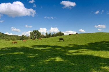Grazing land. Grazing land.