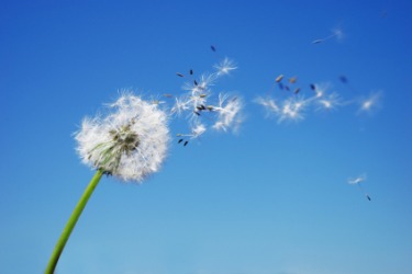 A gust of wind disperses dandelion seeds. A gust of wind disperses dandelion seeds.