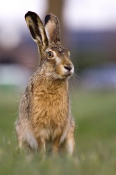 A brown hare sits in a field. A brown hare sits in a field.